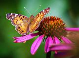 Butterfly On A Coneflower_27809